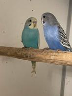 Grasparkieten net uit het blok 2 stuks, Dieren en Toebehoren, Meerdere dieren, Parkiet