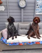 Duitse Staande Draadhaar pups verwacht, Dieren en Toebehoren, Duitse Staande hond, België, Particulier, CDV (hondenziekte)