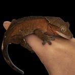 Wimpergekko, crested gecko, Correlophus ciliatus, Dieren en Toebehoren, Reptielen en Amfibieën, 0 tot 2 jaar, Tam, Hagedis