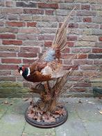 NIEUW opgezette fazant taxidermy opgezet jacht schedel, Ophalen, Vogel, Opgezet dier