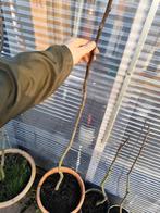 Kakiboom, Ophalen of Verzenden, Zo goed als nieuw