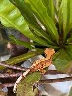 Jonge wimpergekko nr.3, Dieren en Toebehoren, Reptielen en Amfibieën, Hagedis, 0 tot 2 jaar