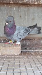 Takla güvercin, Dieren en Toebehoren, Vogels | Duiven, Mannelijk, Postduif