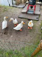 Witte loopeenden 2025, Mannelijk, Eend