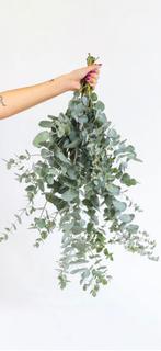 GEZOCHT: Eucalyptus takken (eind mei), Tuin en Terras, Planten | Tuinplanten, Ophalen