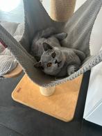 Brits korthaar poesje 6 maand oud, Dieren en Toebehoren, Katten en Kittens | Raskatten | Korthaar, Poes, Gechipt, 0 tot 2 jaar