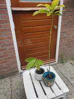 2x Avocado planten, Ophalen, Fruitplant, Halfschaduw, Minder dan 100 cm