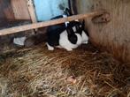 Konijn Hollander zwart, Dieren en Toebehoren, Konijnen, Meerdere dieren, Middelgroot, 0 tot 2 jaar