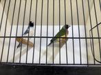 gouldamadine koppel adv2 blauw, Dieren en Toebehoren, Vogels | Overige Vogels, Meerdere dieren, Tropenvogel, Geringd