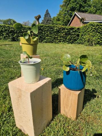 Jonge pannenkoekplantjes te koop beschikbaar voor biedingen