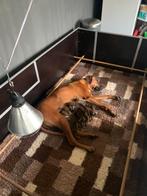rhodesian Ridgeback pups met stamboom, Dieren en Toebehoren, 8 tot 15 weken, Groot, Meerdere, Meerdere dieren