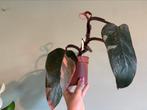 Plant : Philodendron pink princes., Verzenden, Overige soorten, Minder dan 100 cm