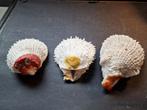 nog een paar Spondylus Variants schelpen, grote, Ophalen of Verzenden, Schelp(en)