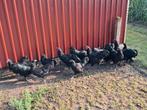 Grote jonge australorp hennen., Dieren en Toebehoren, Pluimvee, Vrouwelijk, Kip