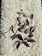 2 gewortelde stekjes Vaderplant (Tradescantia Zebrina), Ophalen of Verzenden, Overige soorten, Minder dan 100 cm