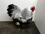 Mooi trio Wyandotte kriel, Dieren en Toebehoren, Meerdere dieren, Kip