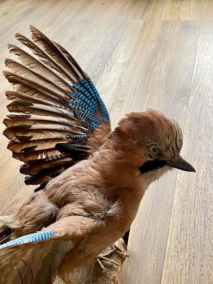 Vlaamse gaai opgezet Taxidermie (tijdelijk verlaagd), Dieren en Toebehoren, Vogels | Overige Vogels, Meerdere dieren