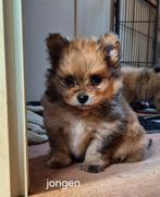Pomeriaan puppy's, Overige rassen, CDV (hondenziekte), 8 tot 15 weken, Meerdere