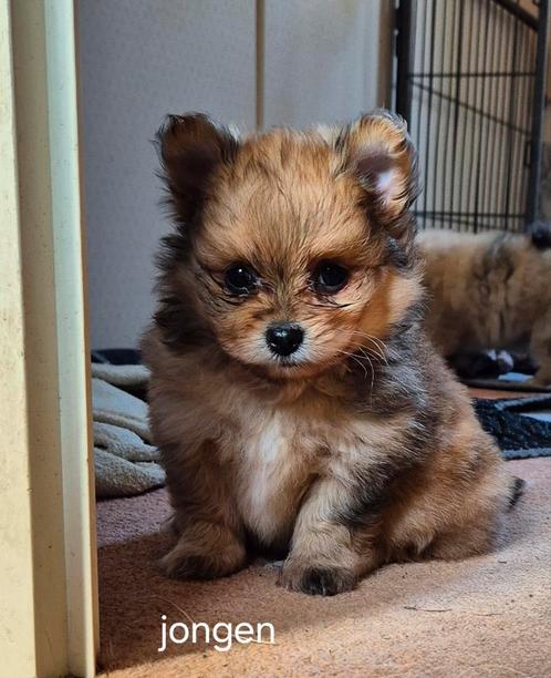 Pomeriaan puppy's, Dieren en Toebehoren, Honden | Poolhonden, Keeshonden en Oertypen, Meerdere dieren, Overige rassen, Particulier