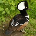 Siereenden, Dieren en Toebehoren, Pluimvee, Meerdere dieren, Eend