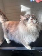 Raszuivere Siberische kater, 3 jaar oud, Dieren en Toebehoren, Katten en Kittens | Raskatten | Langhaar, Kater, Gechipt, 3 tot 5 jaar