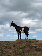 Jonge Nederlandse Bonte geit, Vrouwelijk, Geit, 0 tot 2 jaar