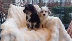 Boomer pups    (  echte kindervriendjes  !!!!!!!!!!!!!!!!!!, Parvo, Maltezer, Nederland, 15 weken tot 1 jaar