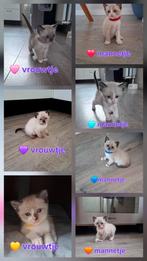 Siamees/snowbengaal kittens, Dieren en Toebehoren, Katten en Kittens | Raskatten | Korthaar, Geslacht onbekend, Ontwormd, 0 tot 2 jaar