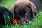 Labrador pup met stamboom bruin en zwart., Rabiës (hondsdolheid), Reu, 8 tot 15 weken, Labrador retriever
