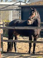 Lieve 3 jarige merrie, Dieren en Toebehoren, Paarden, Merrie, Met stamboom, Dressuurpaard, Zadelmak