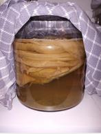 Kombucha, scoby, Ophalen