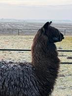 Alpaca hengst, Dieren en Toebehoren, Augustus, Mannelijk