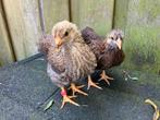 Jonge barnevelder kriel hennetjes, Dieren en Toebehoren, Pluimvee, Vrouwelijk, Kip