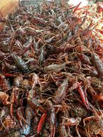 rivierkreeft, kreeft, crayfish, Ophalen, Nieuw, Overige typen