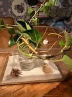 3 Wandelde takken incl bak, Wandelende tak