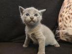 Blauwe Rus, Witte Rus kittens met Stamboom, Dieren en Toebehoren, Katten en Kittens | Raskatten | Korthaar, Meerdere dieren, Gechipt