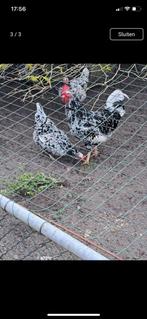 Te koop broedeieren Pita pinta spaanse kippenras, Dieren en Toebehoren, Pluimvee, Geslacht onbekend, Kip
