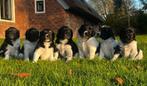 Friese stabij puppy's - Liefdevol opgegroeid in huis, 8 tot 15 weken, Meerdere, Meerdere dieren, Middel