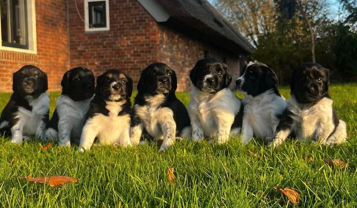 Friese stabij puppy's - Liefdevol opgegroeid in huis, Dieren en Toebehoren, Honden | Niet-rashonden, Middel, Meerdere dieren, Particulier
