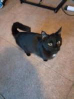 Mooie zwarte Poes met klijn wit befje, Poes, Gechipt