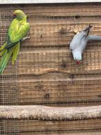 Te koop mooi koppel halsbandparkieten, Dieren en Toebehoren, Meerdere dieren, Parkiet