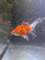 3 sluierstaart goudvissen, Sluier ruykin Calico, Calico Oran, Dieren en Toebehoren, Vis, Zoetwatervis