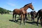 Groot springgefokt hengstveulen te koop, Dieren en Toebehoren, Paarden, Hengst, Niet van toepassing, Minder dan 160 cm, 0 tot 2 jaar