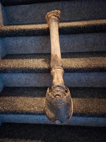 Curiosa, Rariteit, onderbeen trekpaard met hoef en ijzer. beschikbaar voor biedingen