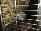 Chinchilla te koop, Dieren en Toebehoren, Knaagdieren, Februari, Mannelijk, Chinchilla