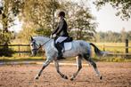 Top D-pony sportmerrie - 7 jaar - Dressuur en Springgefokt, Dieren en Toebehoren, Pony's, Merrie, Dressuurpony, L, D pony (1.37m tot 1.48m)