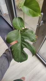 Monstera variegata 3, Huis en Inrichting, Ophalen, Overige soorten, Minder dan 100 cm