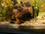 Mix van neo caridina garnalen, Kreeft, Krab of Garnaal