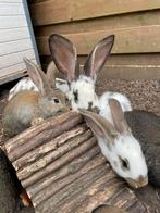 Vlaamse reusjes kruising lotharinger, Dieren en Toebehoren, Meerdere dieren, Groot