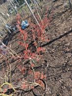 hamamelis rood struiken van 100-125cm hoog al mooi gebloeid!, Ophalen, Overige soorten, Struik, 100 tot 250 cm